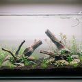 The First Fish, Shrimp &amp; Snails To Add Into a New Planted Aquarium