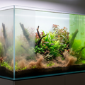 Why Is My Planted Tank Water Cloudy?