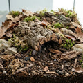 How to Maintain and Upgrade a Mature Isopod Terrarium