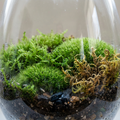 Why Is My Moss Turning Brown? Understanding What Your Closed Terrarium Is Trying To Tell You