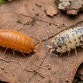 Crossing Isopod Colour Morphs: What Happens When Two Different Colours Breed?