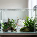 Why Fish Need Aeration in an Aquarium