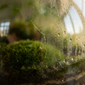 Why Algae Appears on Terrarium Glass