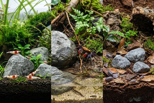 Mironekuton Explained: Uses in Aquariums, Paludariums & Terrariums