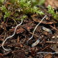 What Is Crawling in My Terrarium?