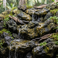 The Hidden Life Inside a Paludarium Waterfall