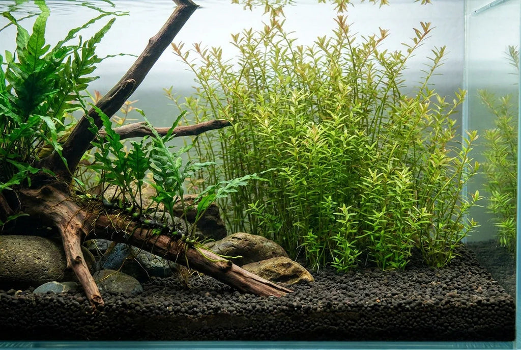 Roots or Leaves? How Aquarium Plants Actually Take Up Nutrients