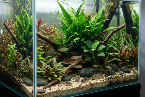 Managing Fish Waste, Mulm & Organic Buildup
