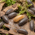 How Isopod Colour Morphs Develop: From One Unusual Isopod to a Breeding Line