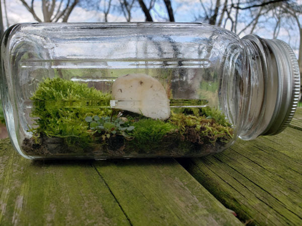 Creating Tiny Ecosystems: How Isopod and Ant Workshops Are Perfect for Kids