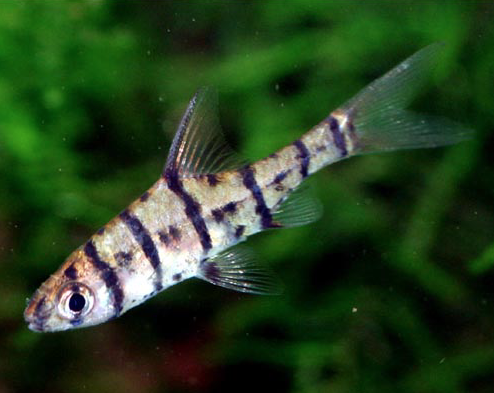 Eight-Banded Barb - the Shyest Tiger