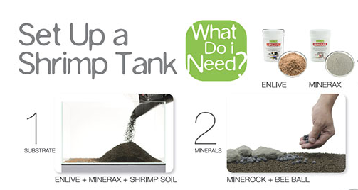 Quick Guide: What do I need for setting up a Shrimp Tank