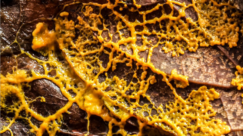 What is Slime Mold