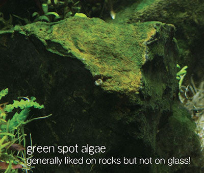 Algae you might encounter