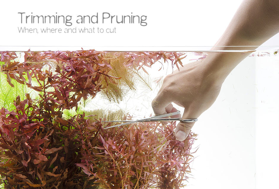 Trimming and Pruning aquatic plants