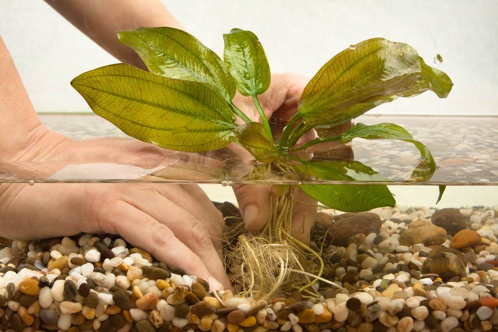 How to Maintain Healthy Aquatic Plants in Your Pond or Paludarium