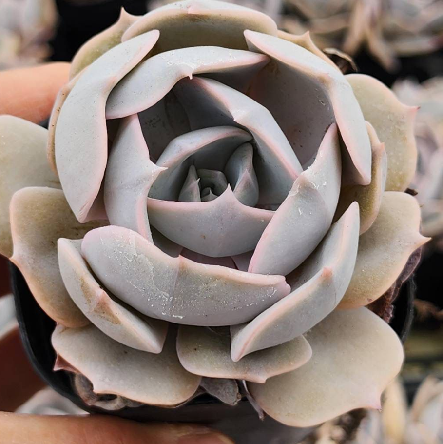 KSCPO - (004) 瑪麗琳