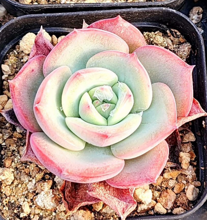 KSCPO - (050) 莎夢