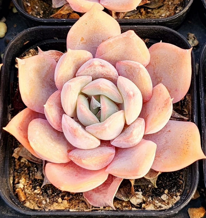 KSCPO - (051) 冬季戀花