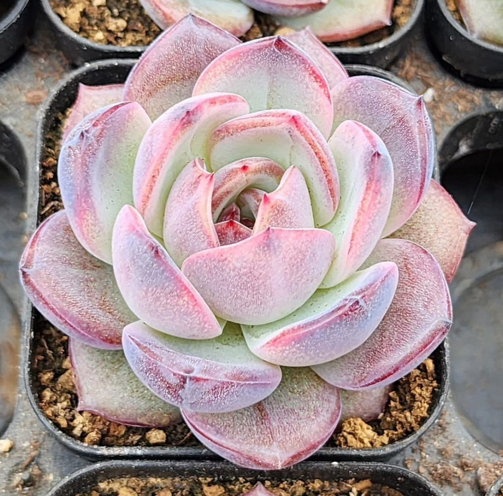 KSCPO - (057) Dark opal