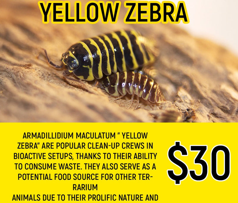 Armadillidium sp "Yellow Zebra" (8-10PC)