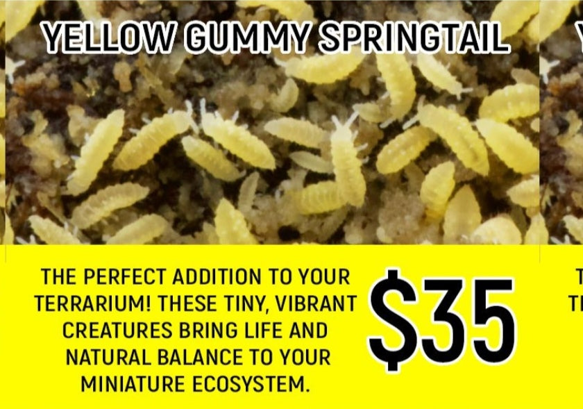Yellow Gummy Springtails (Cup)