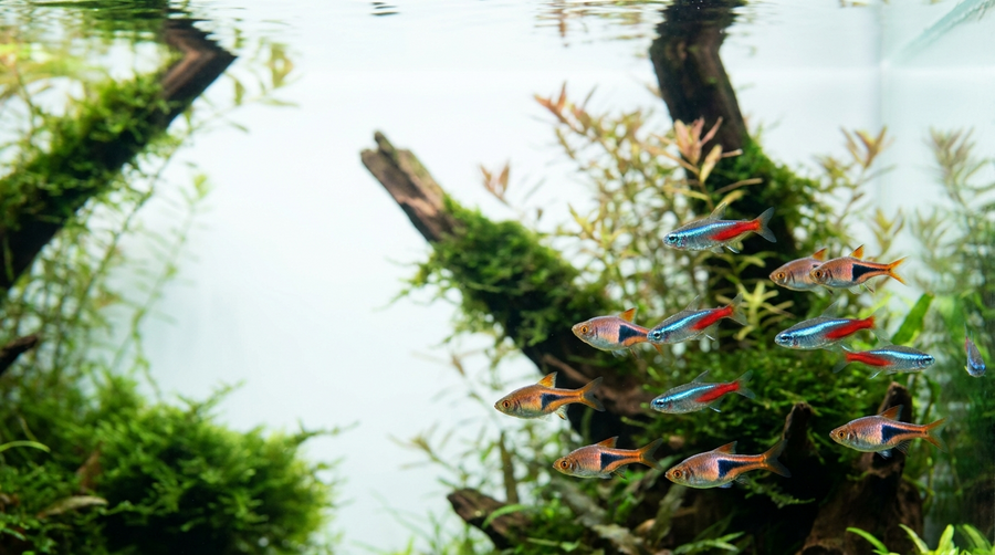 Aquatic Livestock