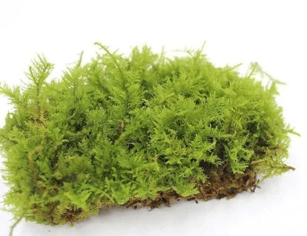 Moss (Thuidium cymbifolium / Tub)