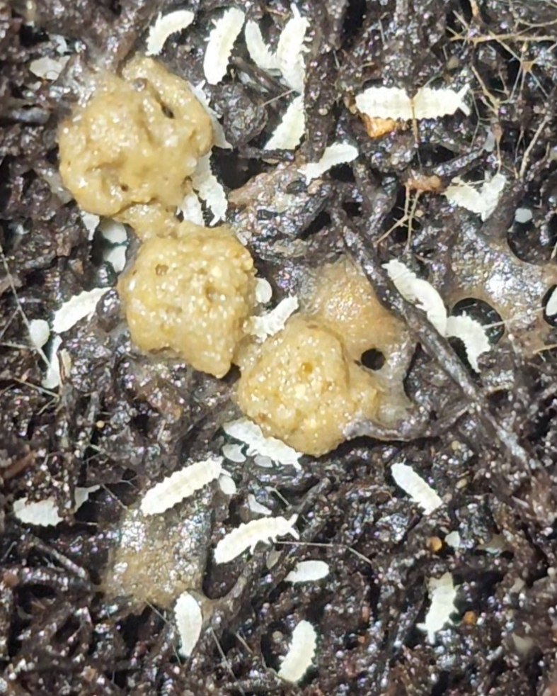 White Gummy Springtails (Cup)