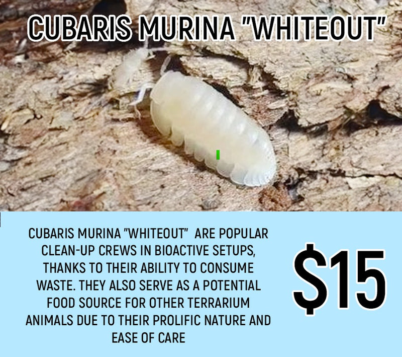 Cubaris murina "White Out" (8-10PC)