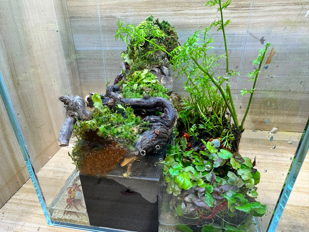 Mini Critter Habitat Terrarium Workshop