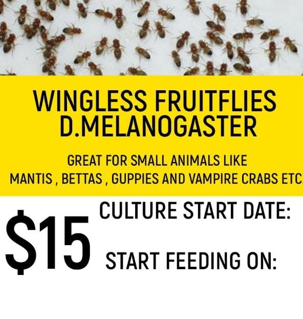 D. Melanogaster (Fruitflies / Wingless)