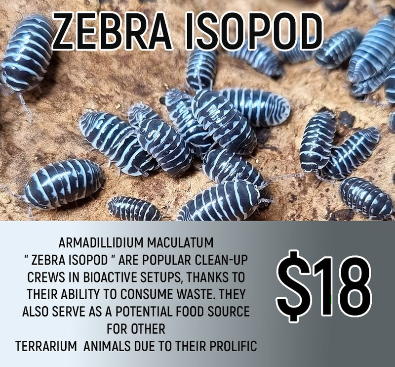 Zebra Isopod (8-12pc)