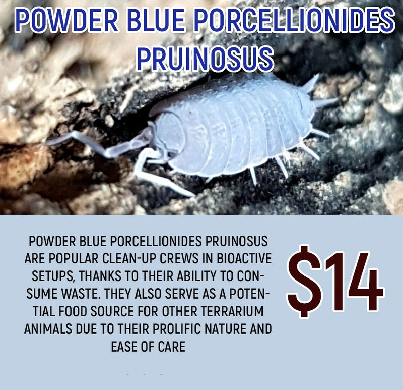 Powder Blue Porcellionides Pruinosus (10-20pc)