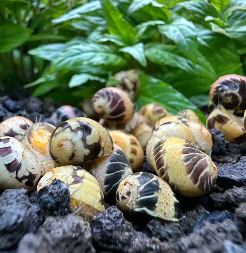 Striped Pumpkin Snail