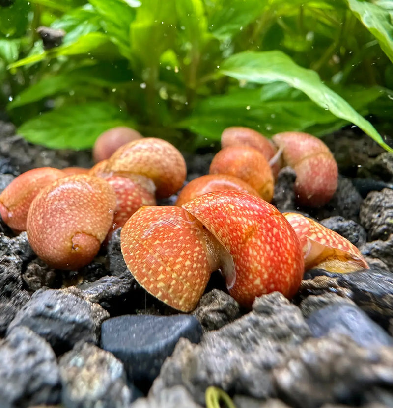 Red Pumpkin Snail