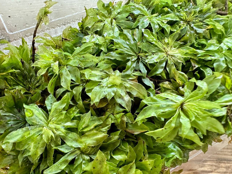 Rose Moss (Large Frond / Tub)