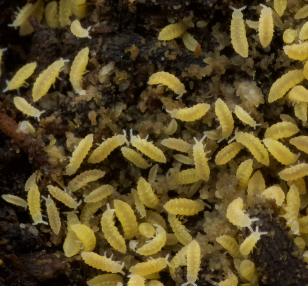 Yellow Gummy Springtails (Cup)