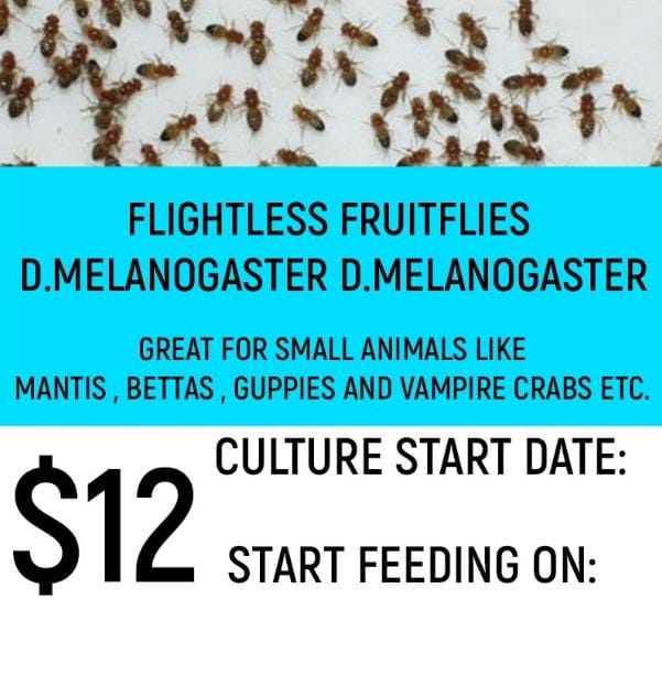 D. Melanogaster (Fruitflies / Flightless)