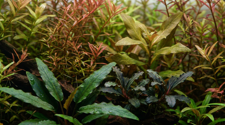 Plants by Genus