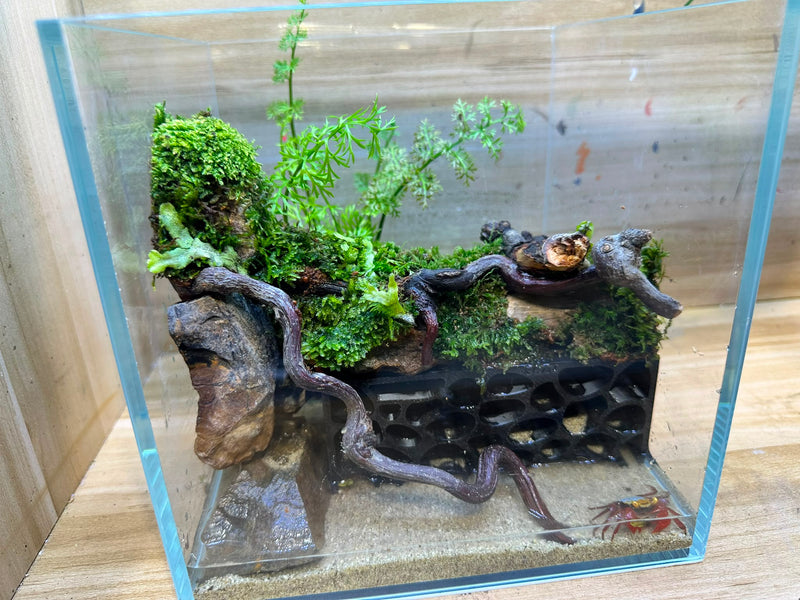 Mini Critter Habitat Paludarium Workshop