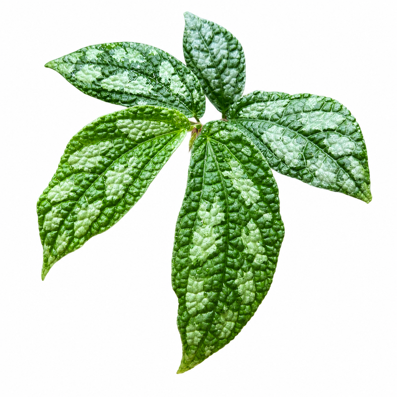 Elatostema Sp