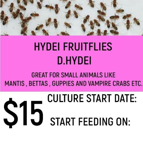 D. Hydei (Fruitflies)