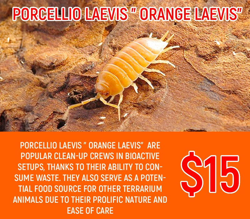 Porcellio laevis "Orange Laevis"