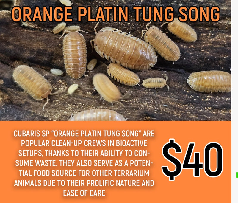 Orange Platin Tung Song (8-12pc)