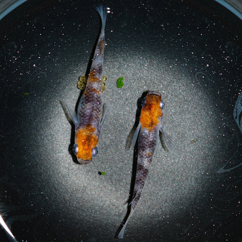 Medaka Ricefish (Ba Mau Unju)