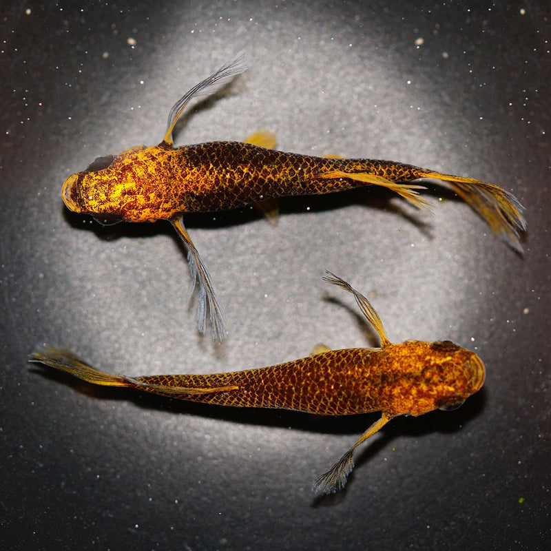 Medaka Ricefish (Beniajami)