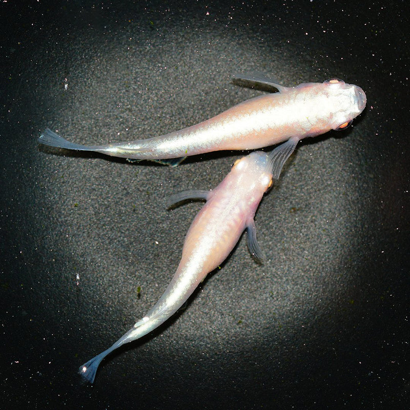 Medaka Ricefish (Hoang Phi)