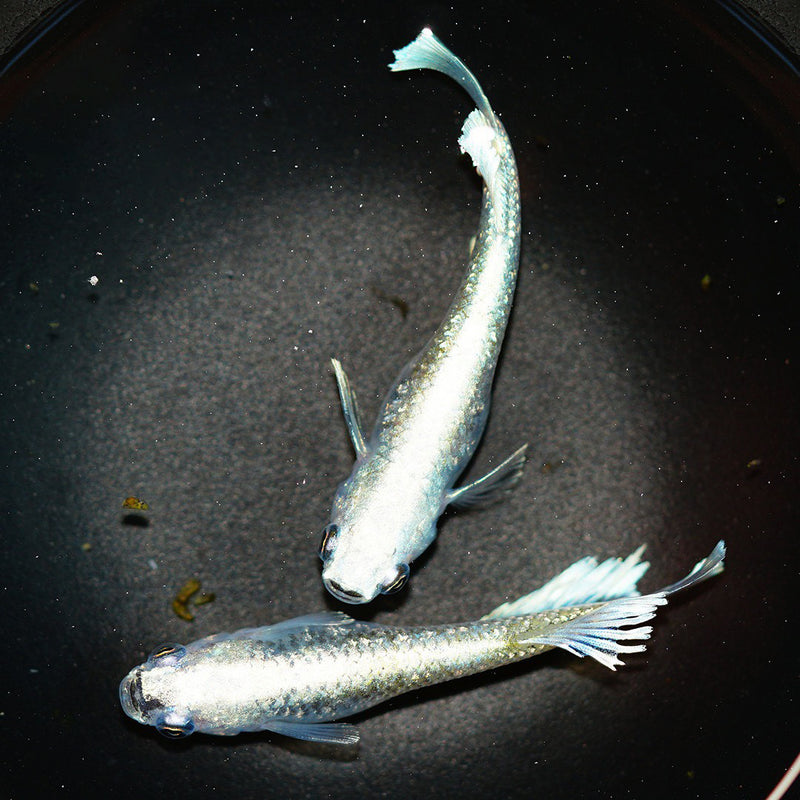 Medaka Ricefish (Marriage Kissing Wide Fin)