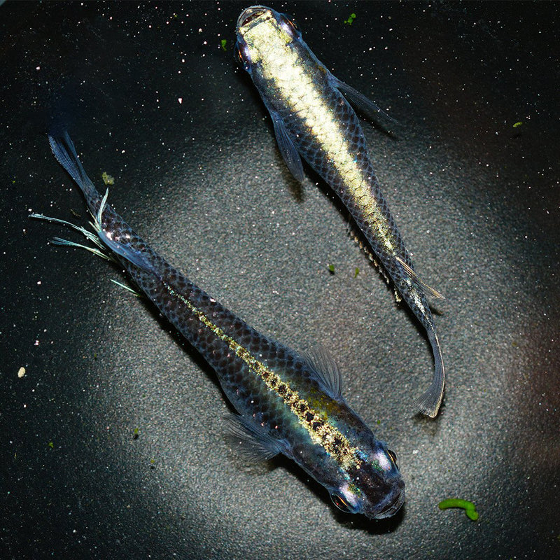Medaka Ricefish (Miyuki Den)